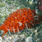 Cribrarula cribraria